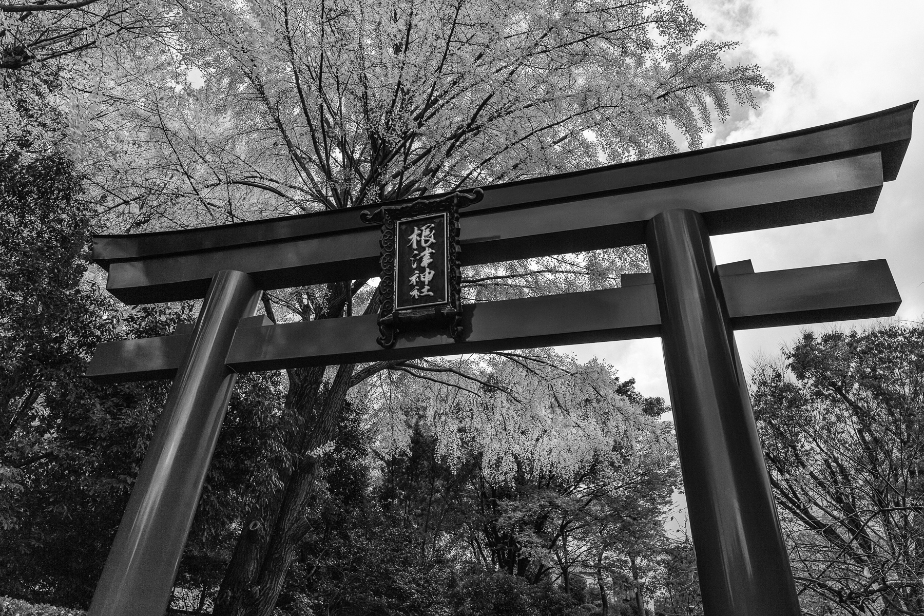 Torii at Nezu Shrine in Central Tokyo