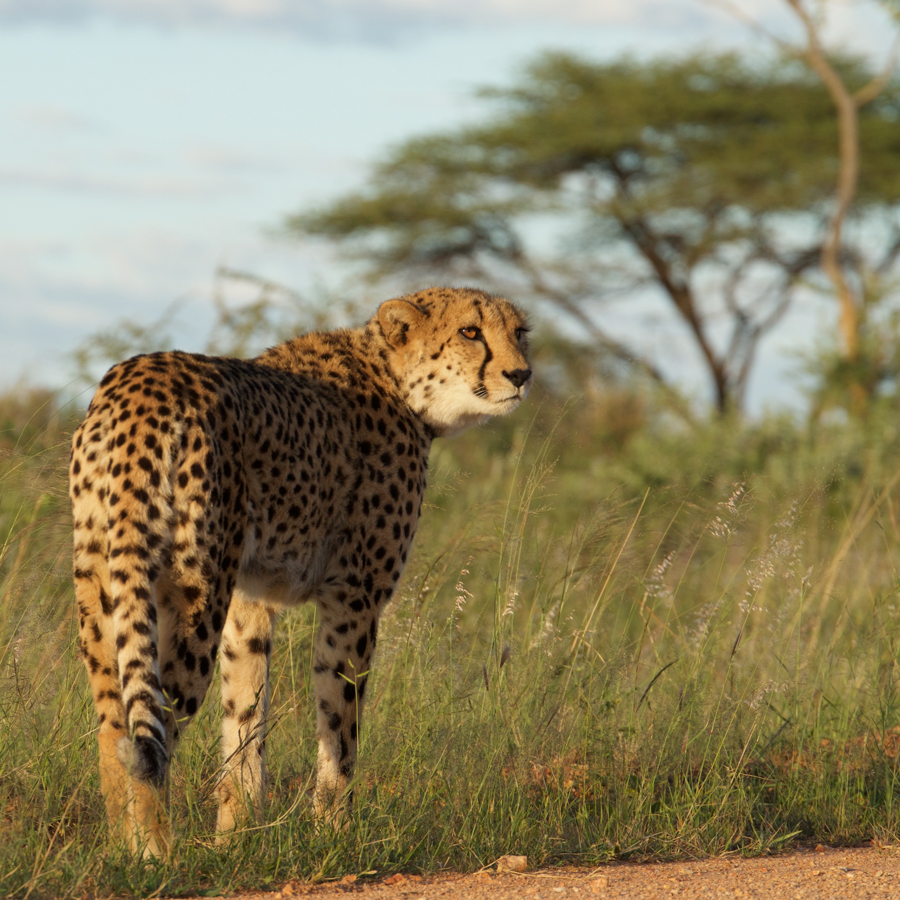 Okonjima cheetah reserve