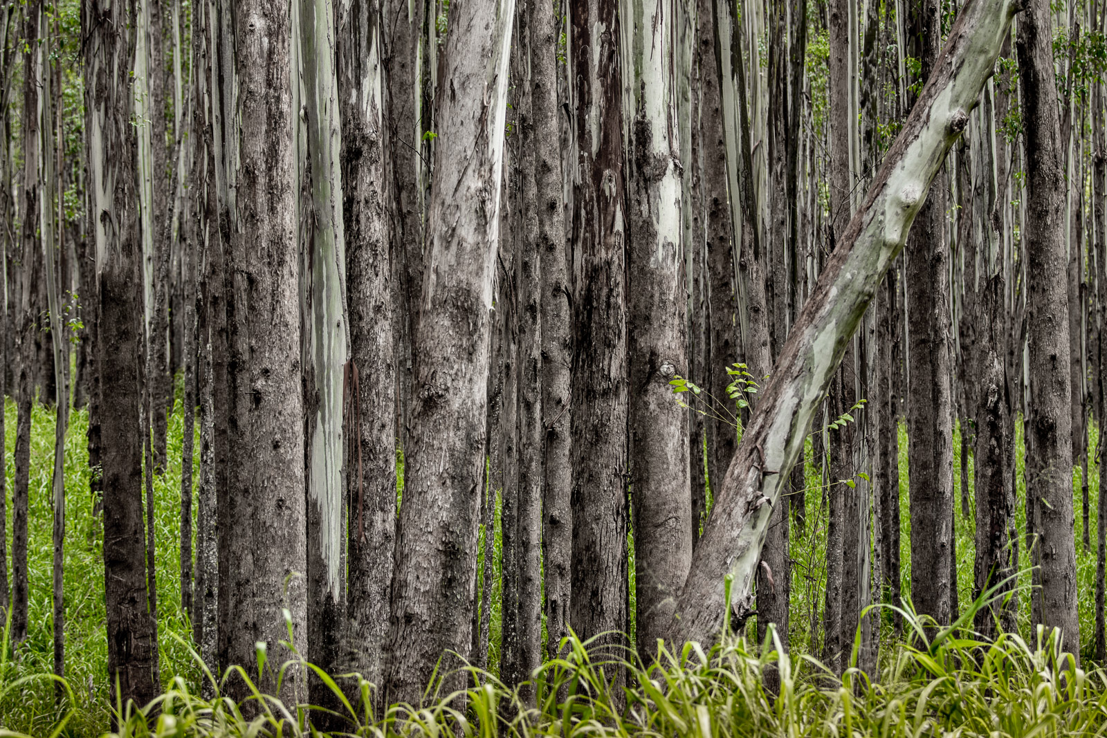 Rain forest, Big Island