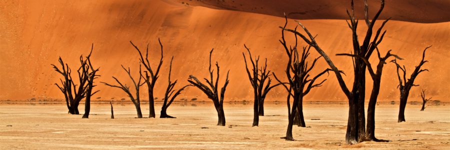 Discover beauty of desert and wildlife in Namibia!